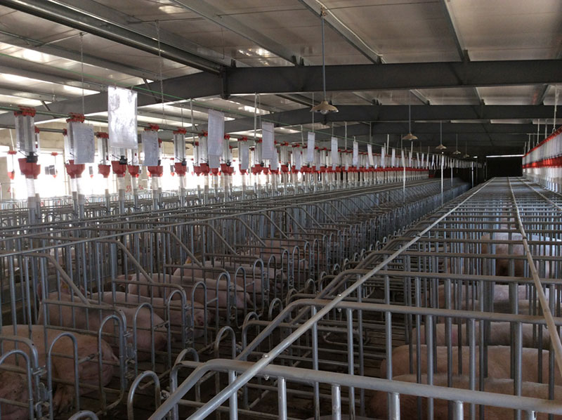 Pig project case(圖2) Pig project case(圖2)