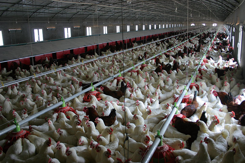 Chicken project case(圖1) Chicken project case(圖1)