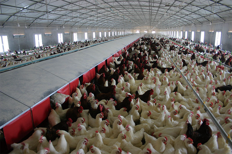 Chicken project case(圖4) Chicken project case(圖4)